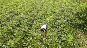 Mudanças climáticas ameaçam a segurança alimentar, desde a produção até o consumo