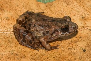 Cientistas descobrem nova espécie de rã em florestas alagadas da Amazônia