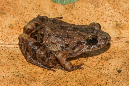 Cientistas descobrem nova espécie de rã em florestas alagadas da Amazônia