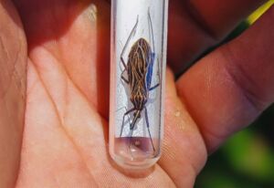 Pesquisas detalham como o desmatamento impulsiona vetores de Chagas e leishmaniose na Amazônia